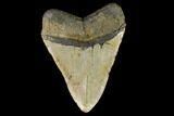 Fossil Megalodon Tooth - North Carolina #124423-2